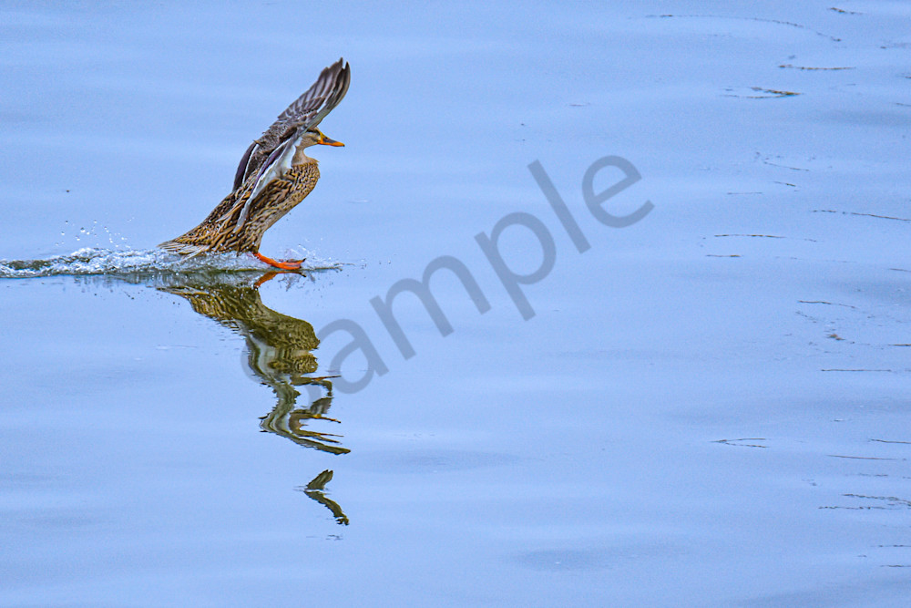 Birds.Jpg Photography Art | Photos By Regan