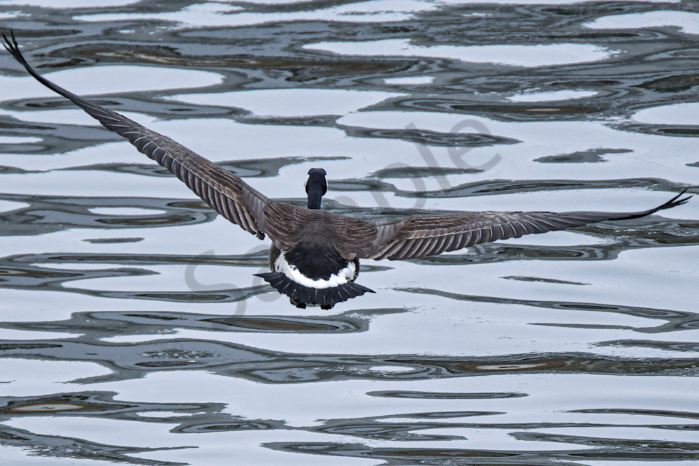 Birds 6.Jpg Photography Art | Photos By Regan