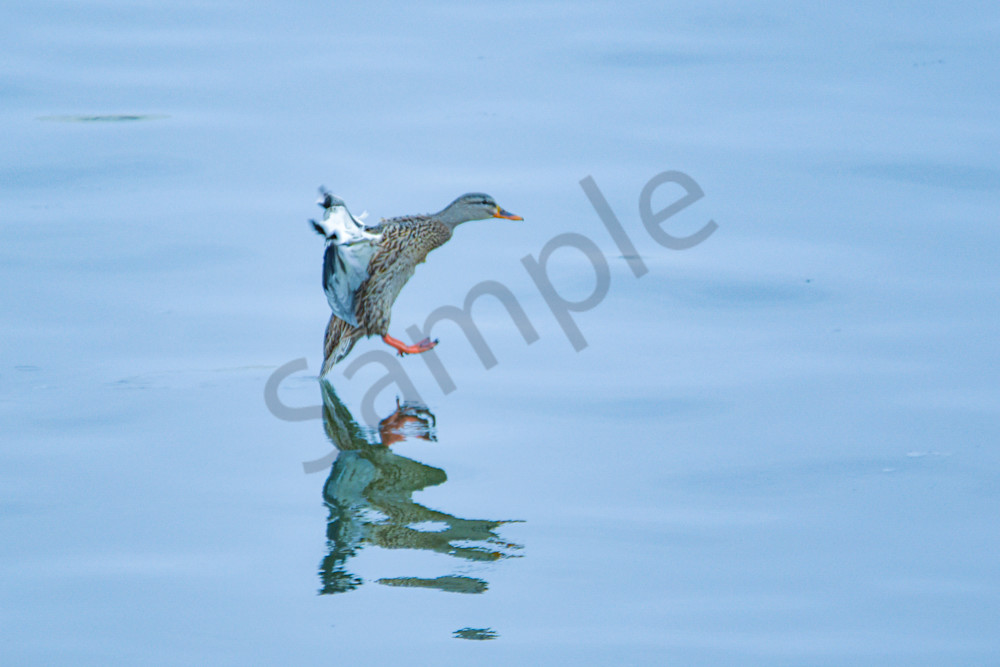 Birds 2.Jpg Photography Art | Photos By Regan