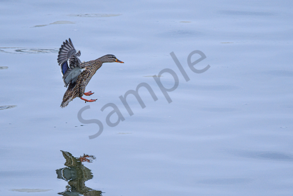 Birds 3.Jpg Photography Art | Photos By Regan