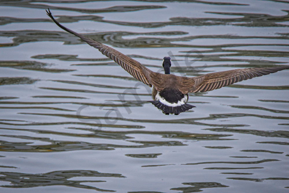 Birds 7.Jpg Photography Art | Photos By Regan