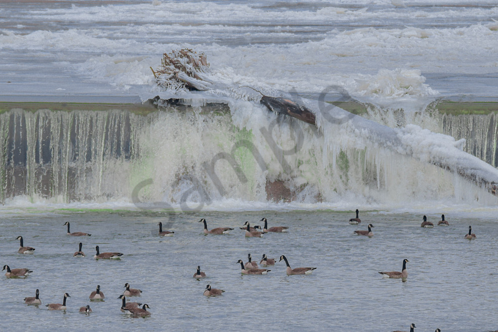 Birds 8.Jpg Photography Art | Photos By Regan