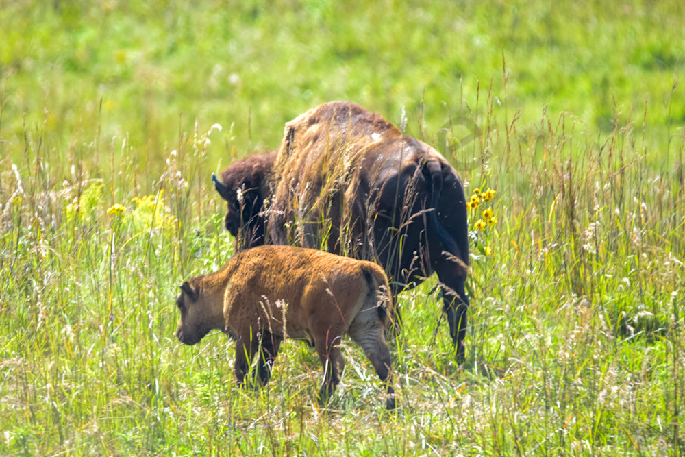 Wildlife 15.Jpg Photography Art | Photos By Regan