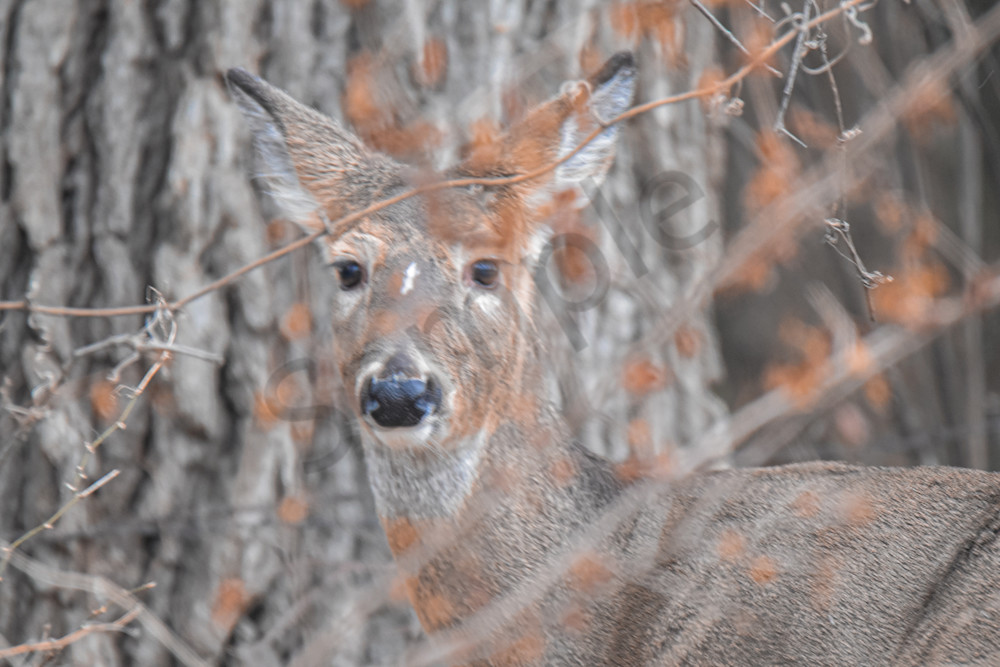 Wildlife 25.Jpg Photography Art | Photos By Regan