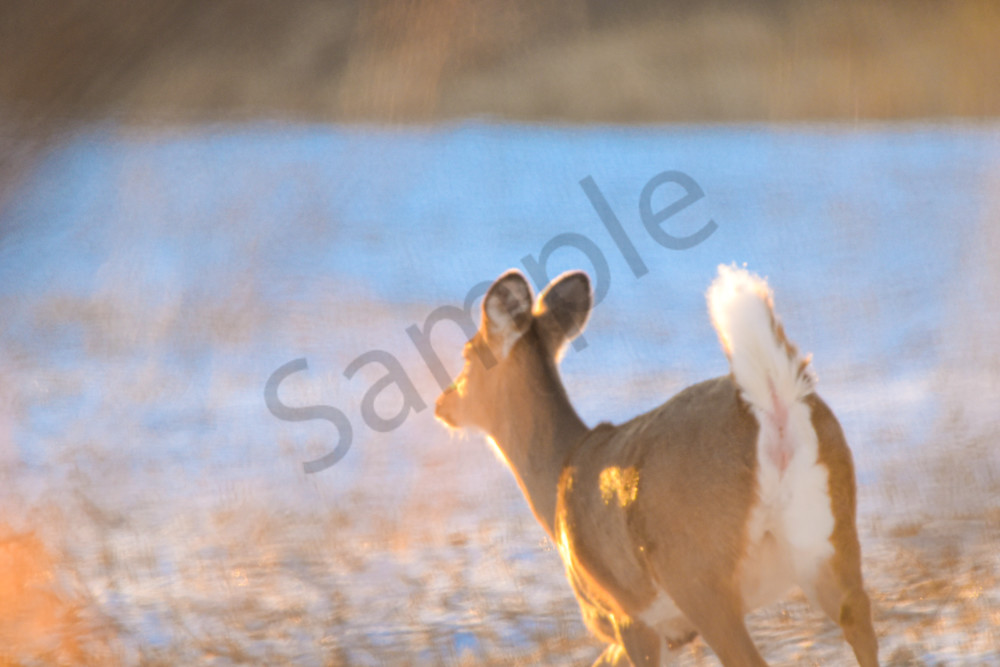 Wildlife 20.Jpg Photography Art | Photos By Regan