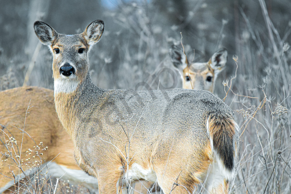 Wildlife 23.Jpg Photography Art | Photos By Regan