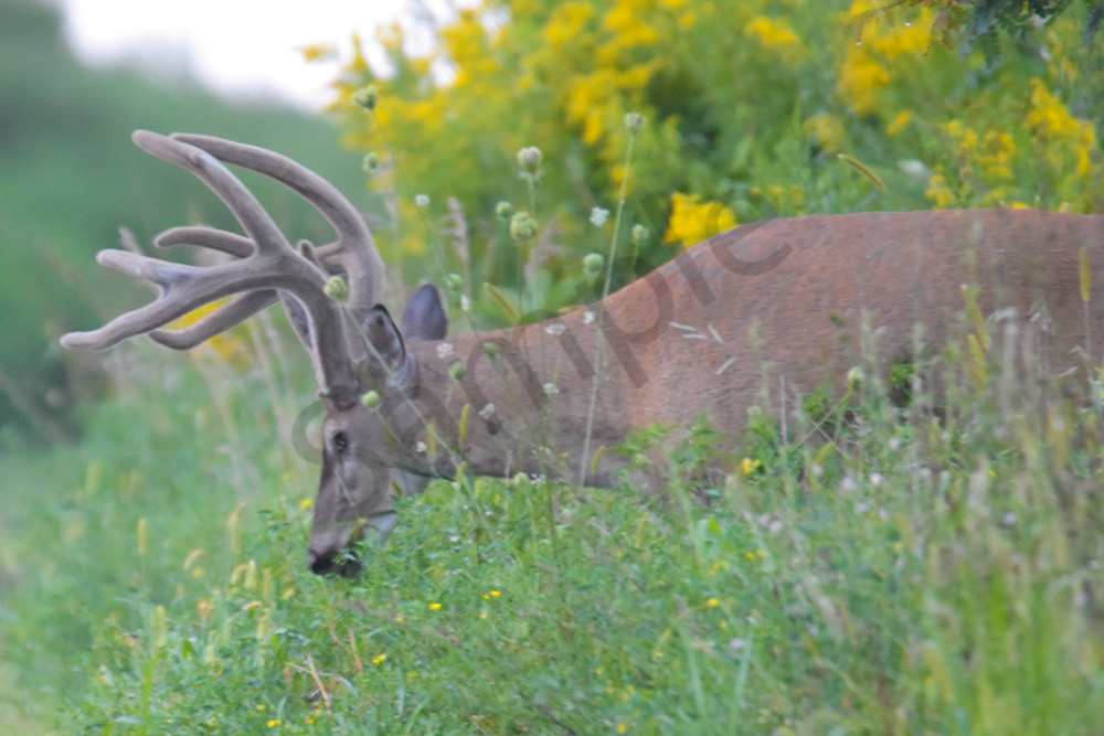 Wildlife 31.Jpg Photography Art | Photos By Regan