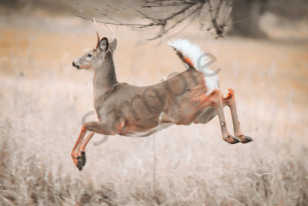 Wildlife 17.Jpg Photography Art | Photos By Regan