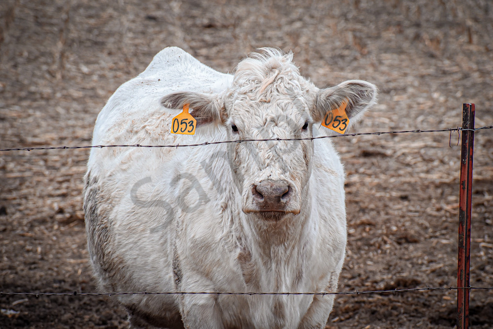 Wildlife 24.Jpg Photography Art | Photos By Regan