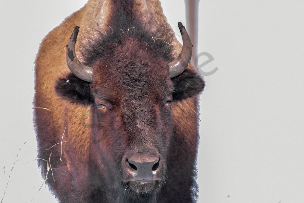 Wildlife 2.Jpg Photography Art | Photos By Regan