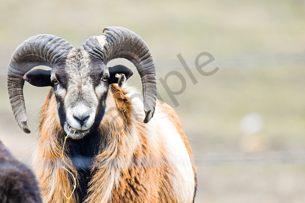 Wildlife 38.Jpg Photography Art | Photos By Regan