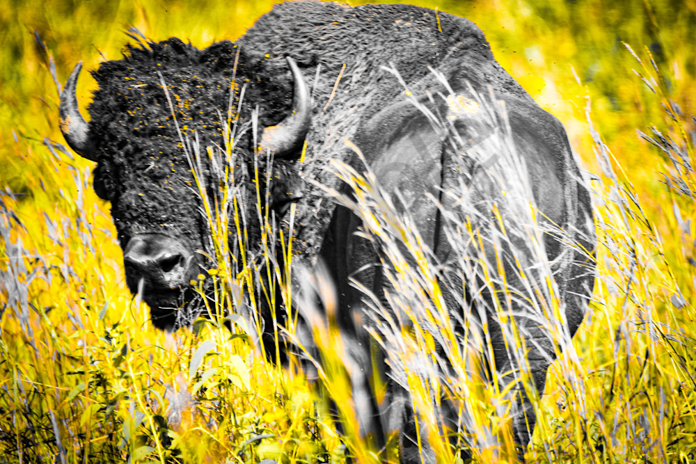 Wildlife 36.Jpg Photography Art | Photos By Regan