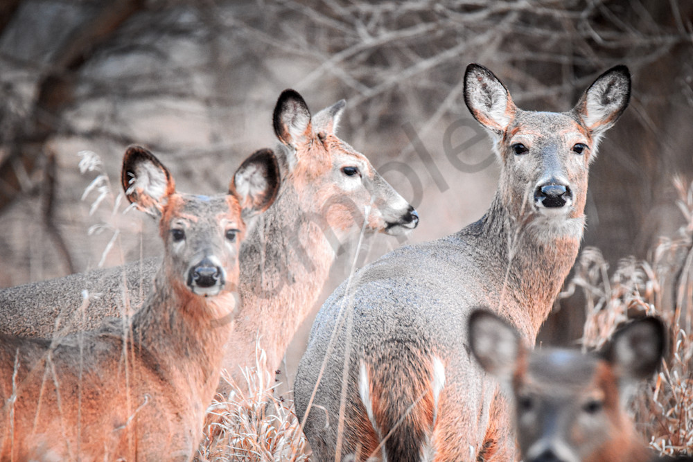 Wildlife 18.Jpg Photography Art | Photos By Regan