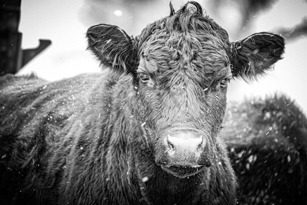 Wildlife 21.Jpg Photography Art | Photos By Regan