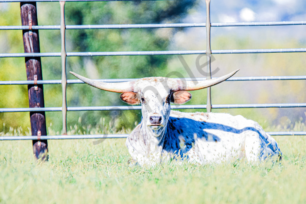 Wildlife 37.Jpg Photography Art | Photos By Regan