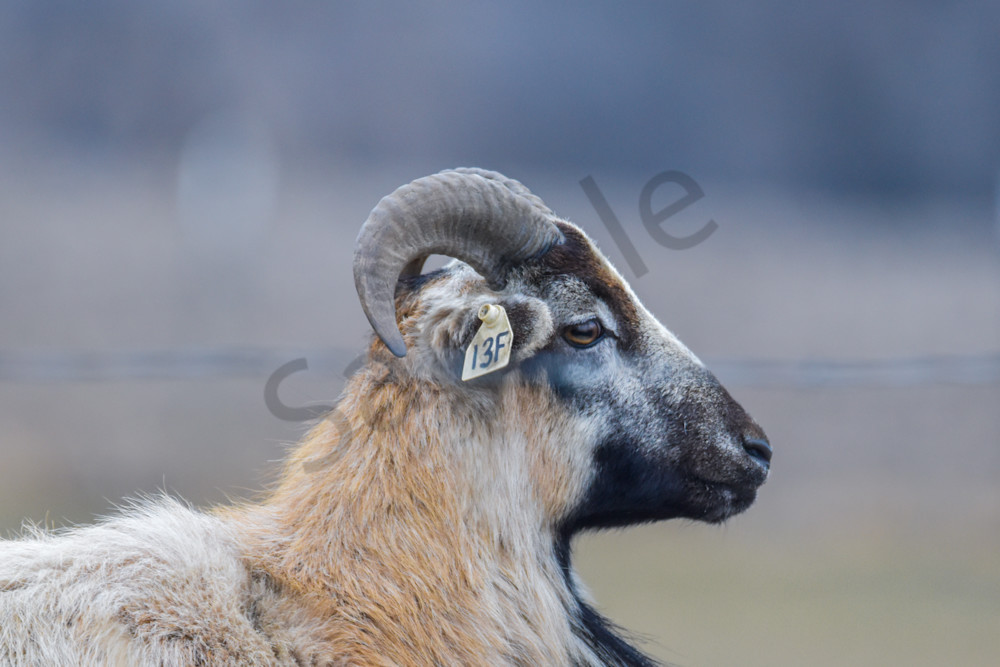 Wildlife 39.Jpg Photography Art | Photos By Regan