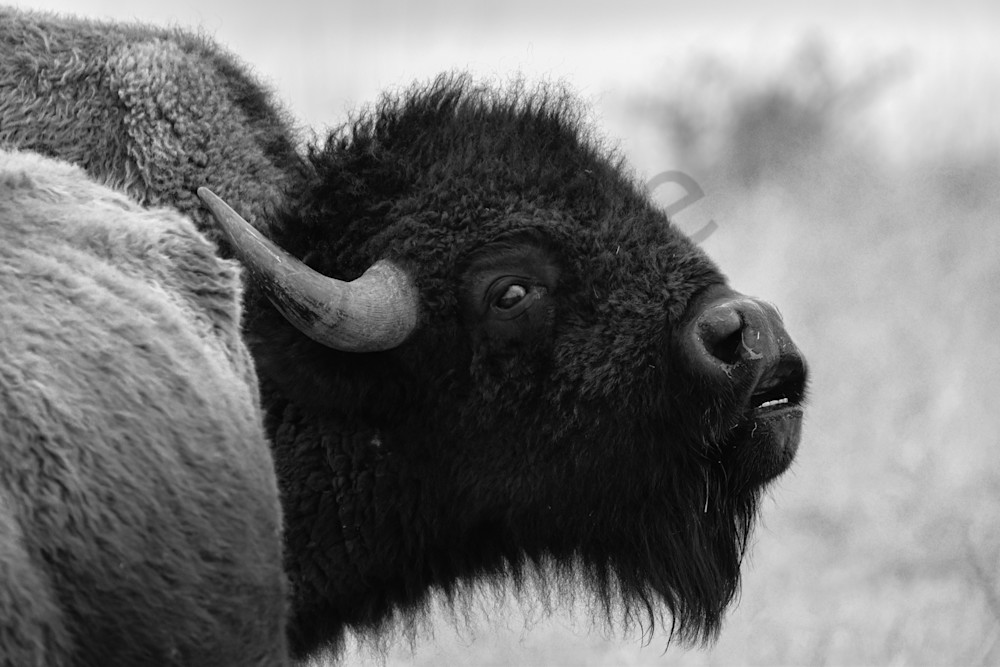 Wildlife 3.Jpg Photography Art | Photos By Regan