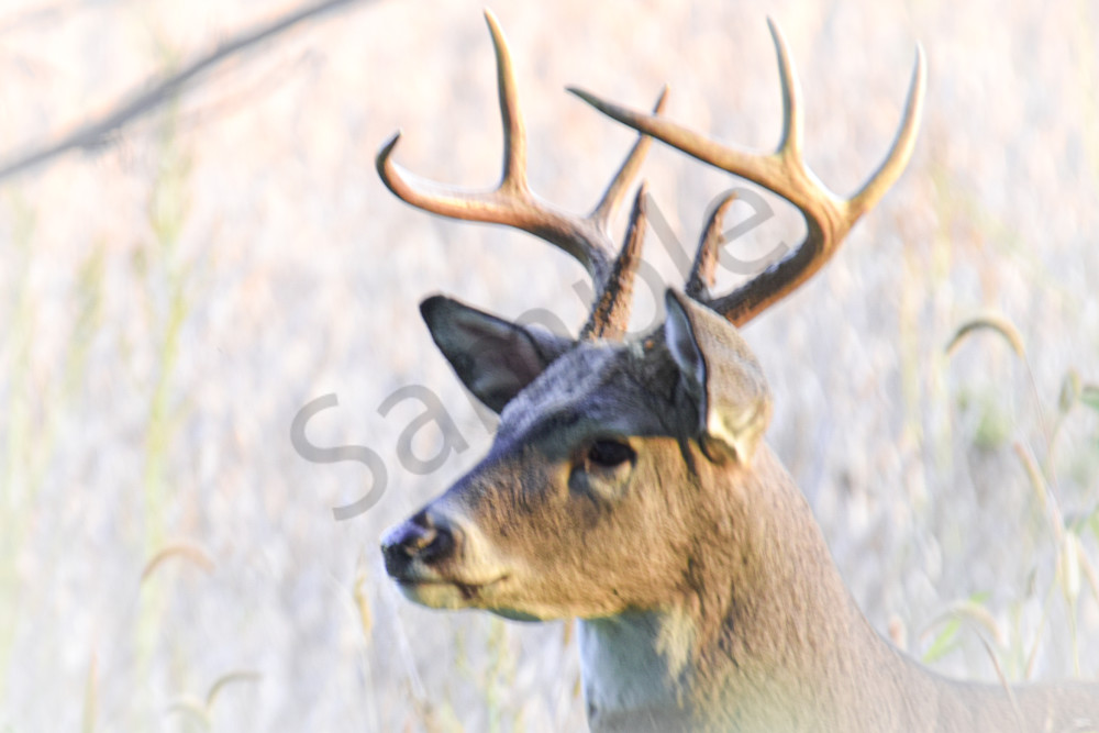 Wildlife 16.Jpg Photography Art | Photos By Regan