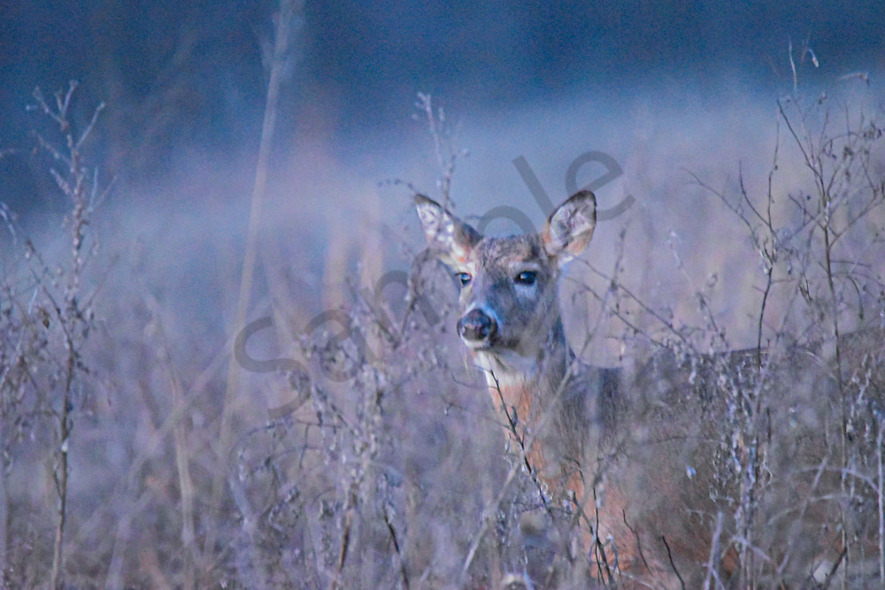 Wildlife 19.Jpg Photography Art | Photos By Regan