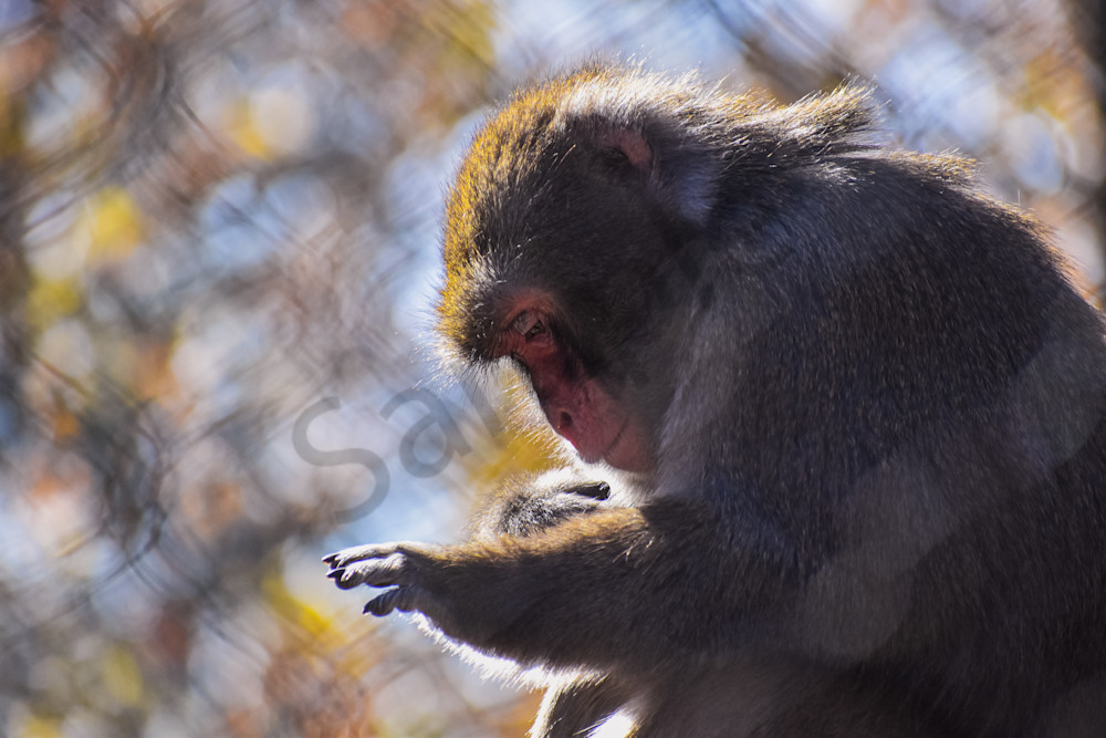 Wildlife 6.Jpg Photography Art | Photos By Regan