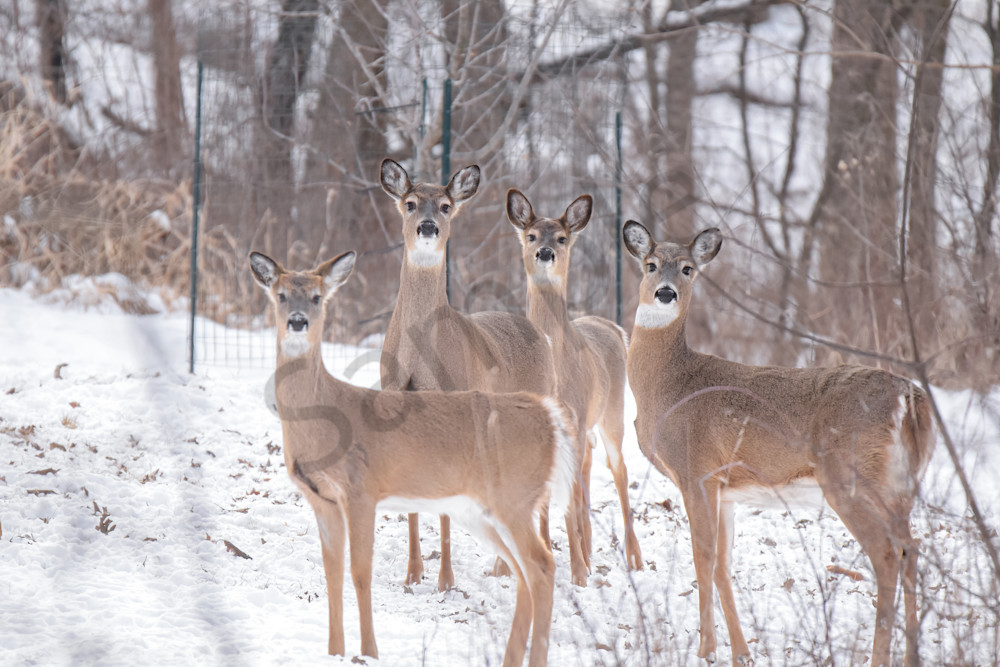 Wildlife 28.Jpg Photography Art | Photos By Regan