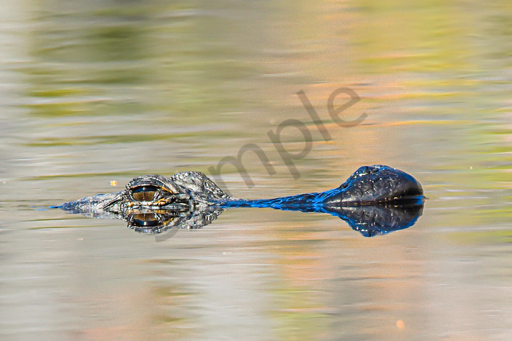 Wildlife 30.Jpg Photography Art | Photos By Regan