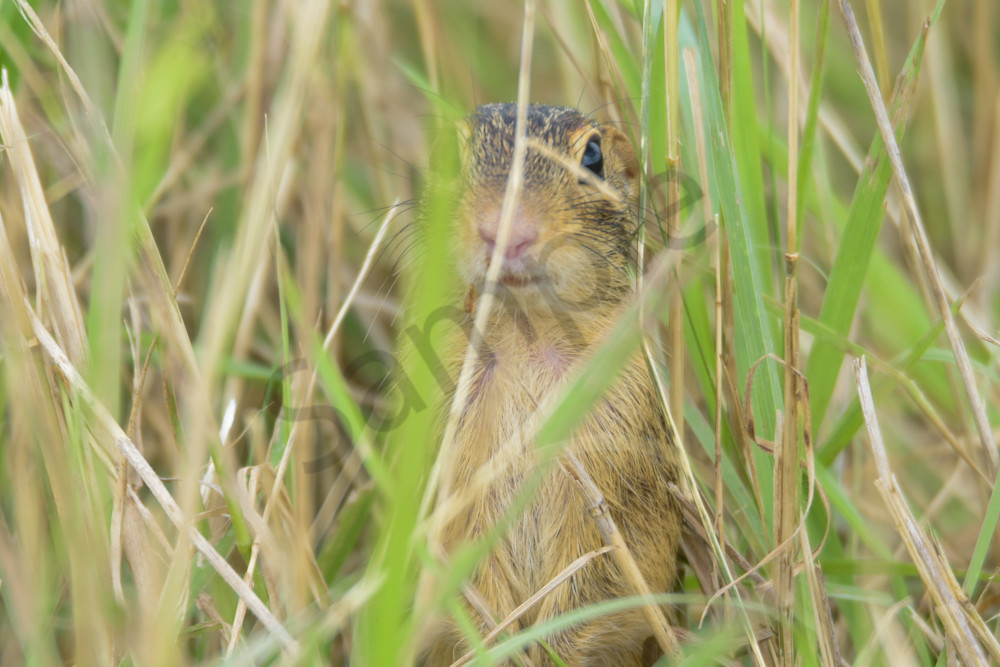 Wildlife 33.Jpg Photography Art | Photos By Regan