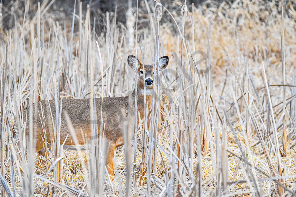 Wildlife 27.Jpg Photography Art | Photos By Regan