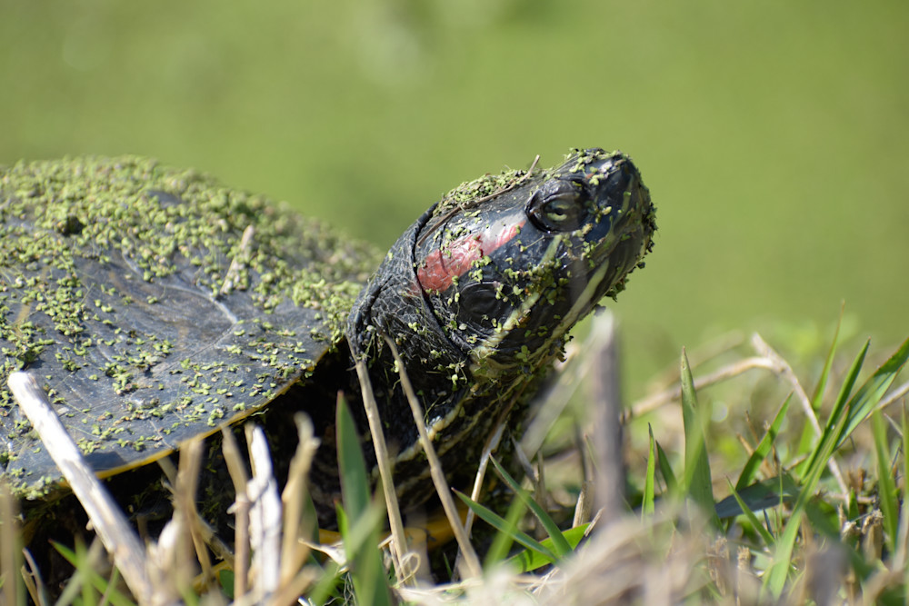 Wildlife 29.Jpg Photography Art | Photos By Regan