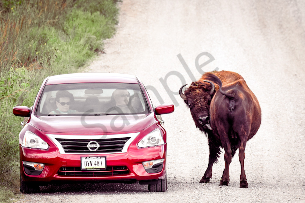 Wildlife 34.Jpg Photography Art | Photos By Regan