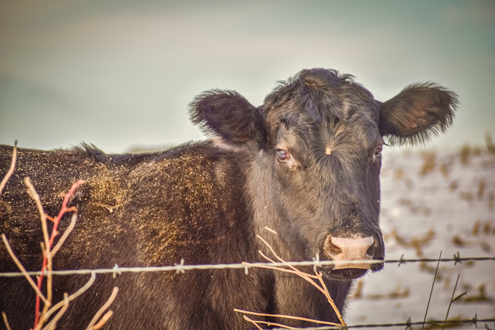 Wildlife 7.Jpg Photography Art | Photos By Regan