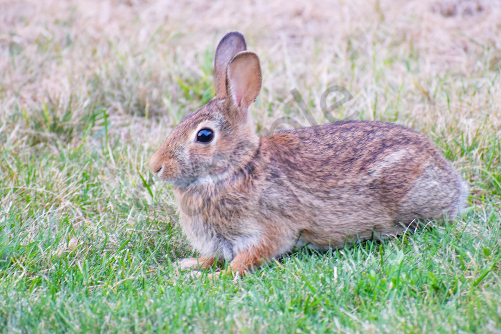 Wildlife 32.Jpg Photography Art | Photos By Regan