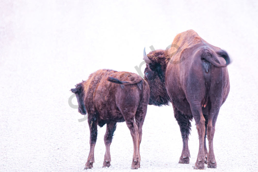 Wildlife 35.Jpg Photography Art | Photos By Regan