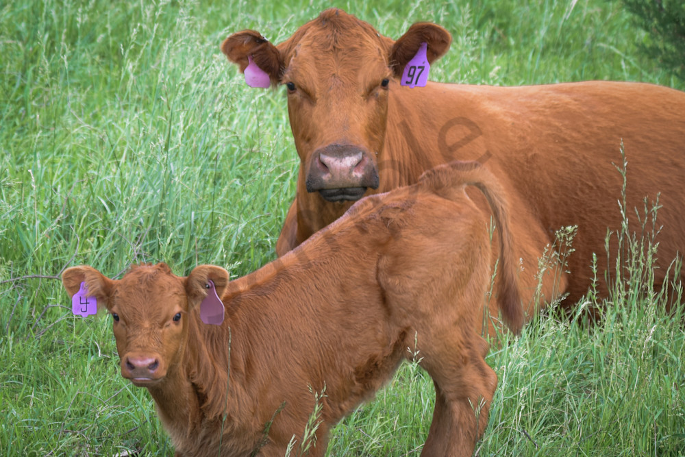 Wildlife 13.Jpg Photography Art | Photos By Regan