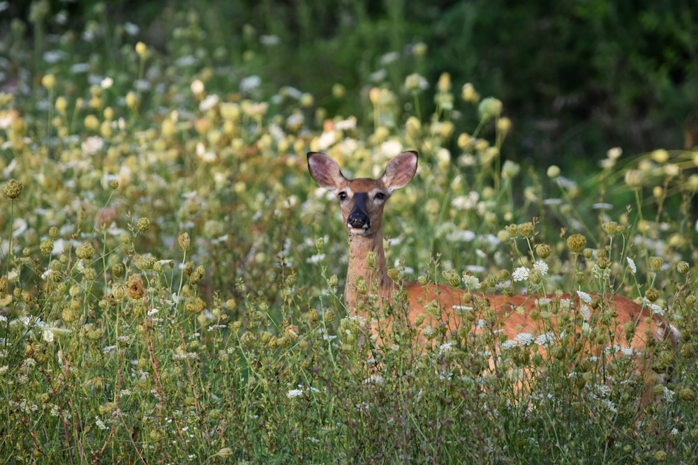 Wildlife 4.Jpg Photography Art | Photos By Regan