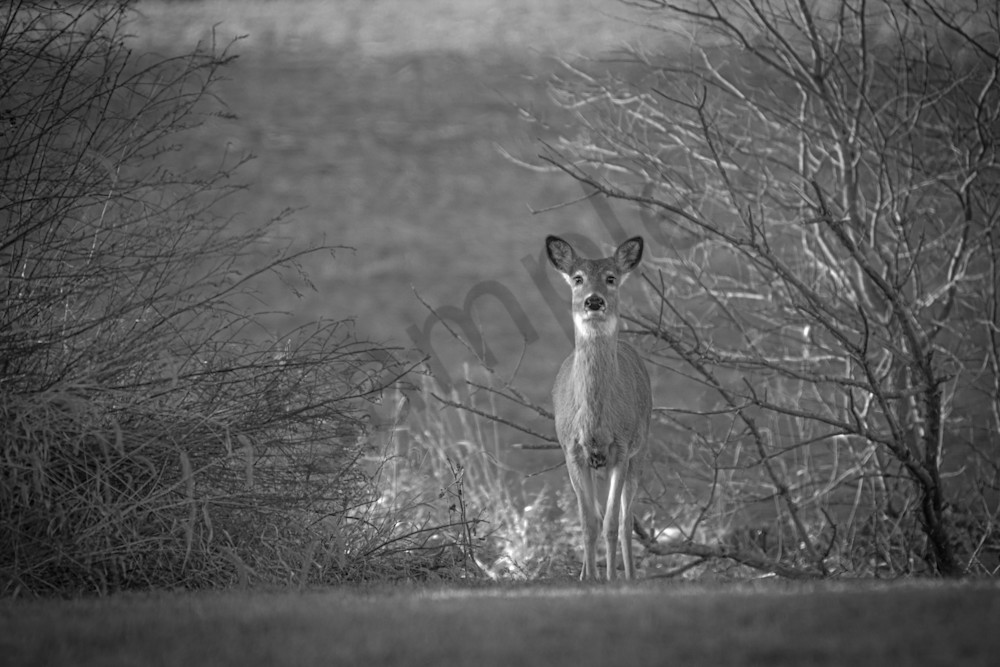 Wildlife 22.Jpg Photography Art | Photos By Regan