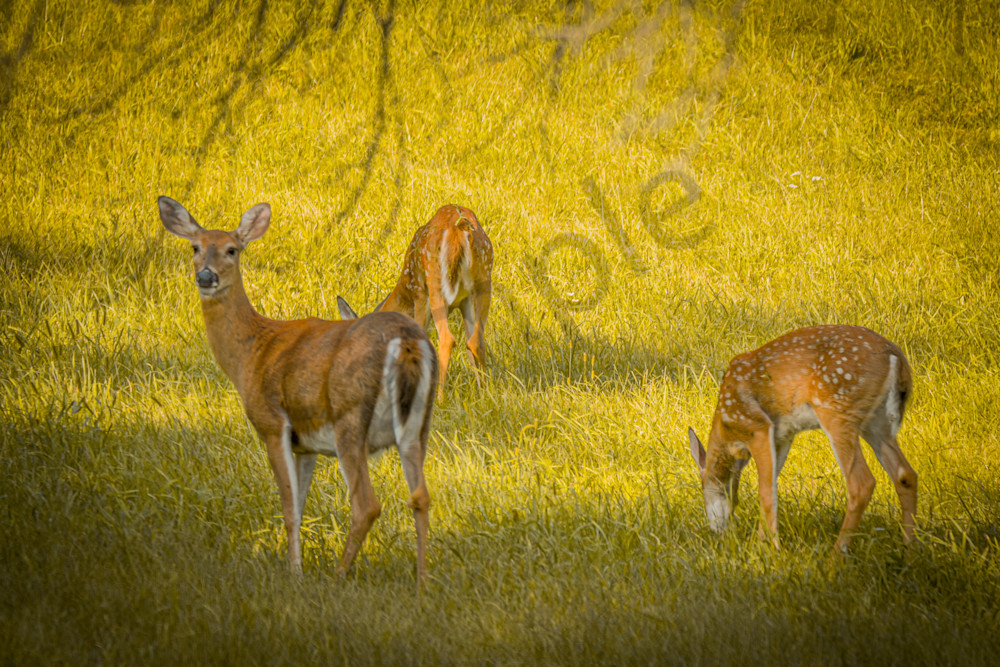 Wildlife 14.Jpg Photography Art | Photos By Regan