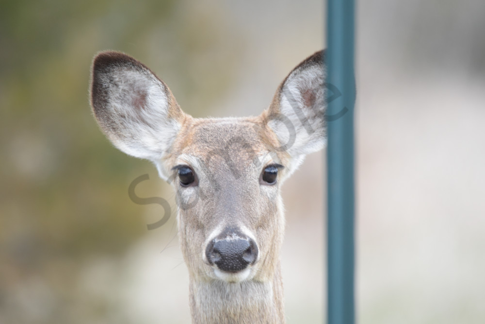 Wildlife 11.Jpg Photography Art | Photos By Regan