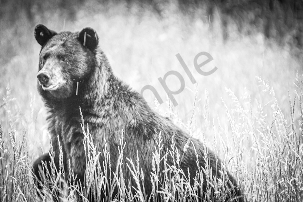Wildlife 12.Jpg Photography Art | Photos By Regan