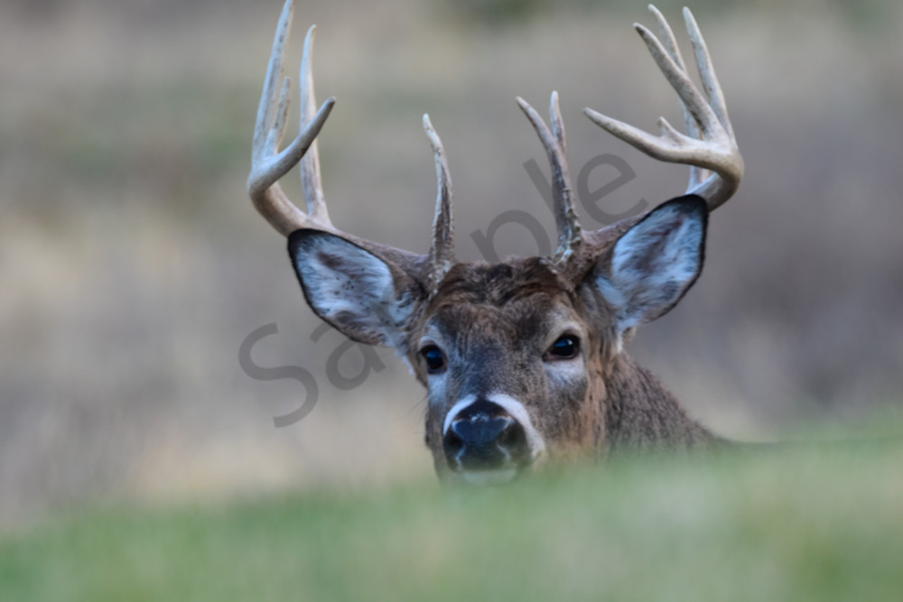 Wildlife.Jpg Photography Art | Photos By Regan