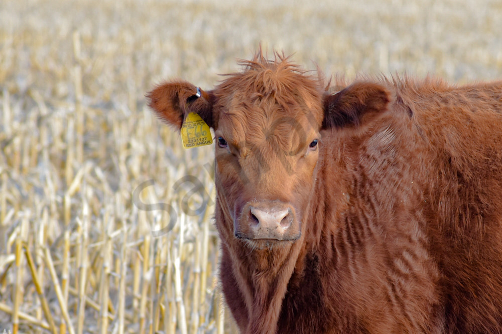 Wildlife 10.Jpg Photography Art | Photos By Regan