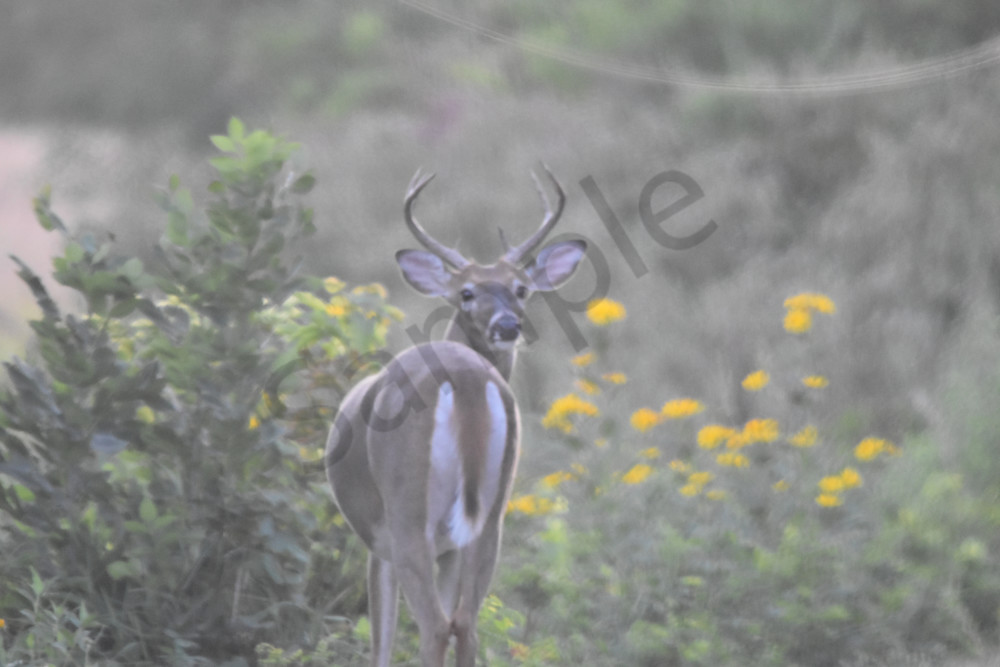 Wildlife 5.Jpg Photography Art | Photos By Regan