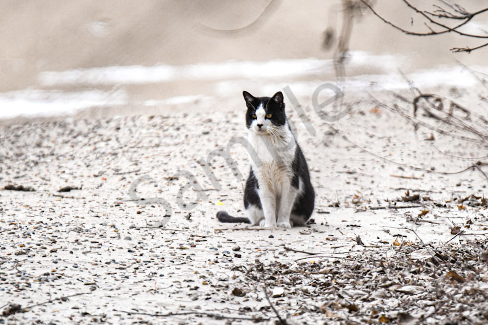 Wildlife 15.Jpg Photography Art | Photos By Regan