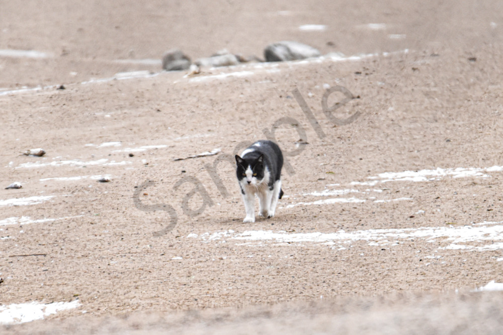 Wildlife 2 2.Jpg Photography Art | Photos By Regan