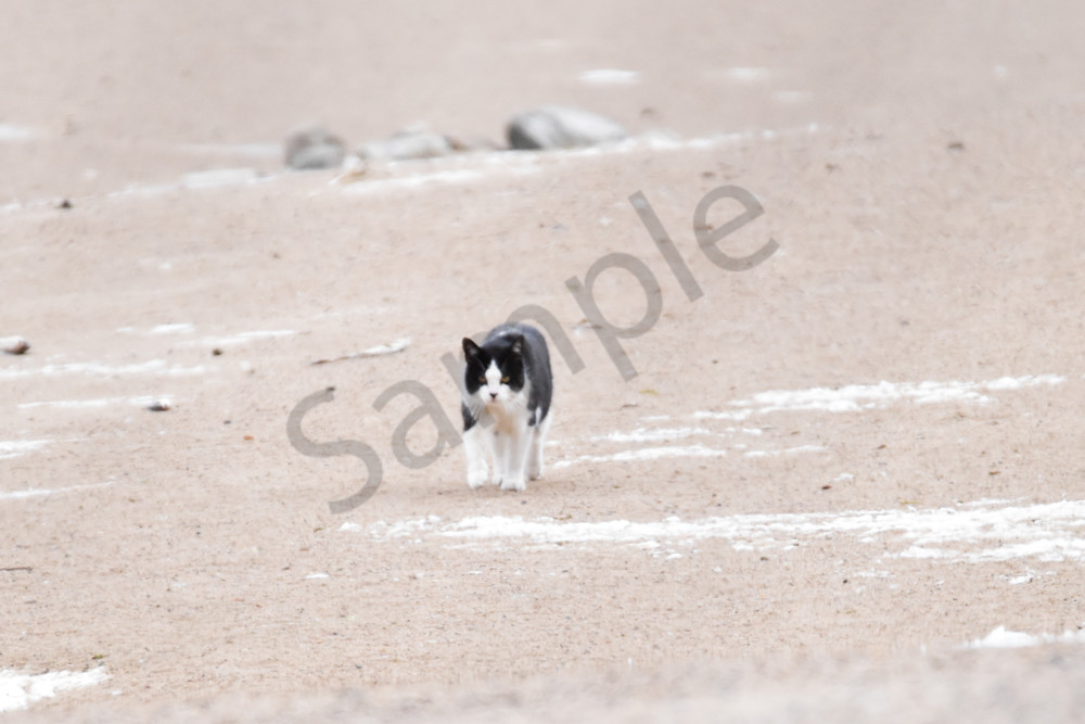 Wildlife 3 2.Jpg Photography Art | Photos By Regan