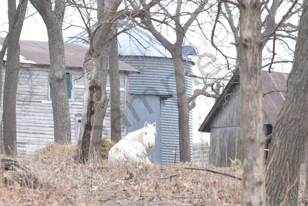 Wildlife 5 2.Jpg Photography Art | Photos By Regan