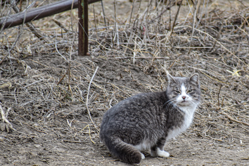 Wildlife 4 2.Jpg Photography Art | Photos By Regan