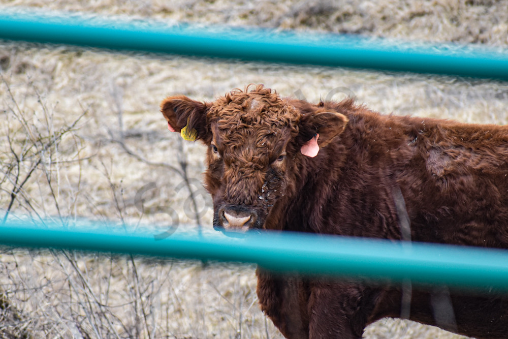 Wildlife 7 2.Jpg Photography Art | Photos By Regan