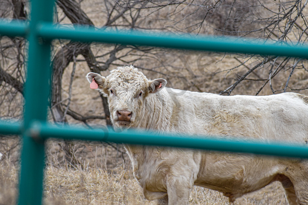 Wildlife 8 2.Jpg Photography Art | Photos By Regan