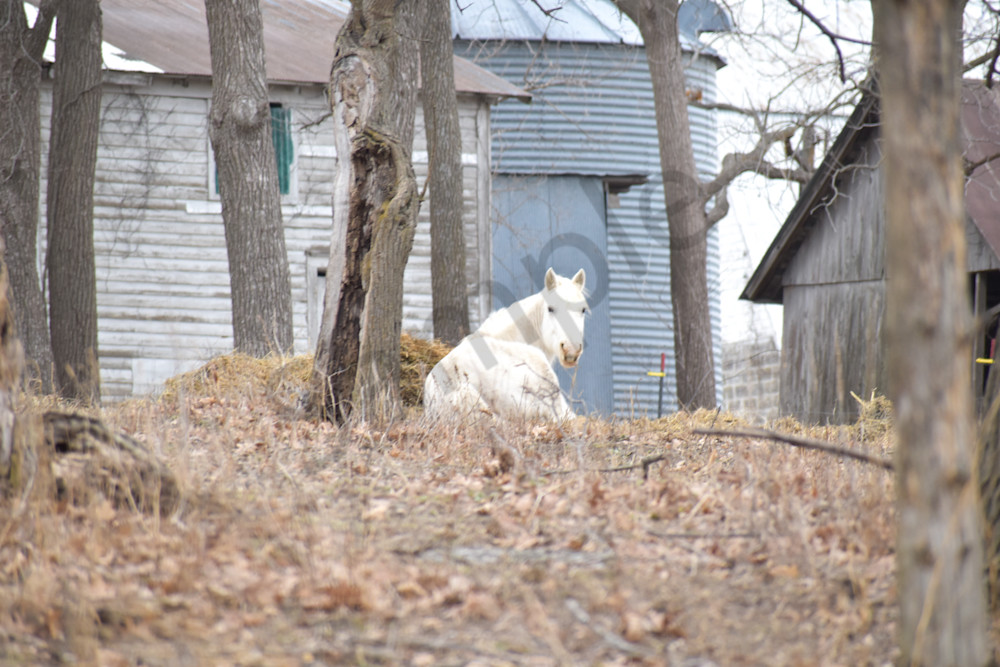 Wildlife 6 2.Jpg Photography Art | Photos By Regan